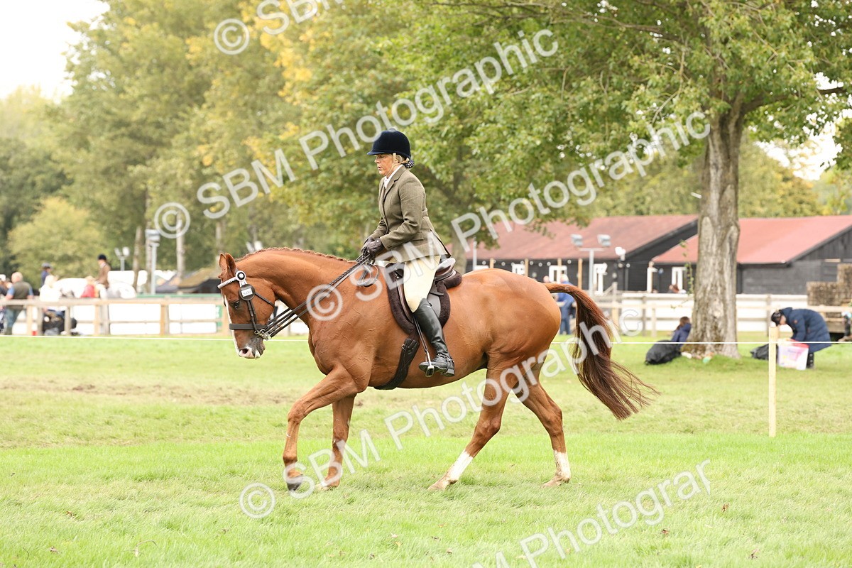 SBM_64237 - S65 - Riding Horse & Hack & Thoroughbred Ridden