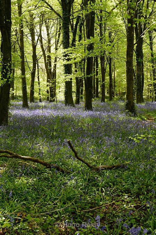  - Bluebells