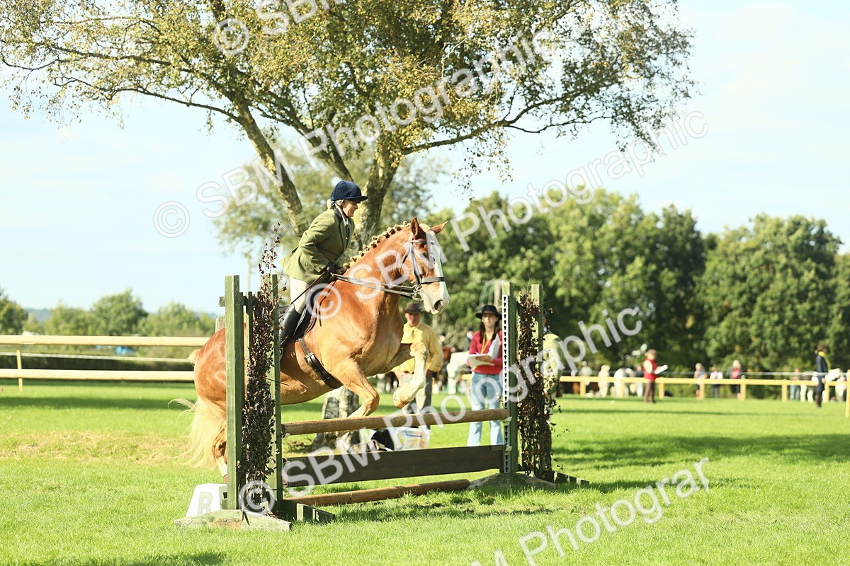 SBM_48116 - S32 - Novice & Newcomers Working Hunter