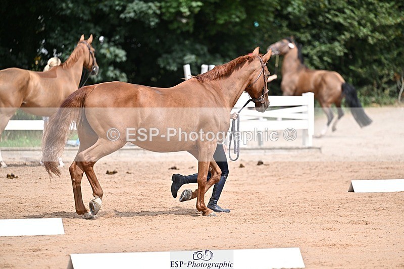 250716-132106-00452 - Trot Up 12.30 to 1.30