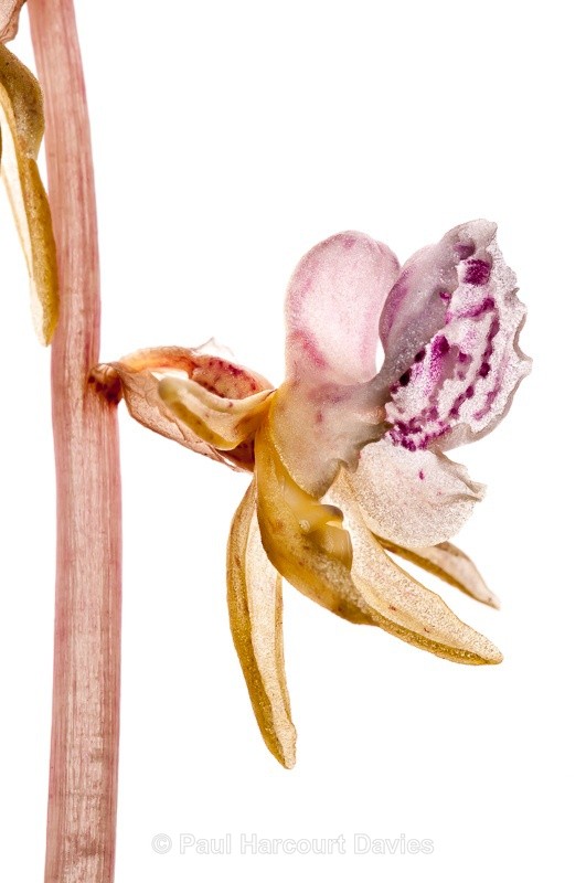  - WB: Orchids - Various