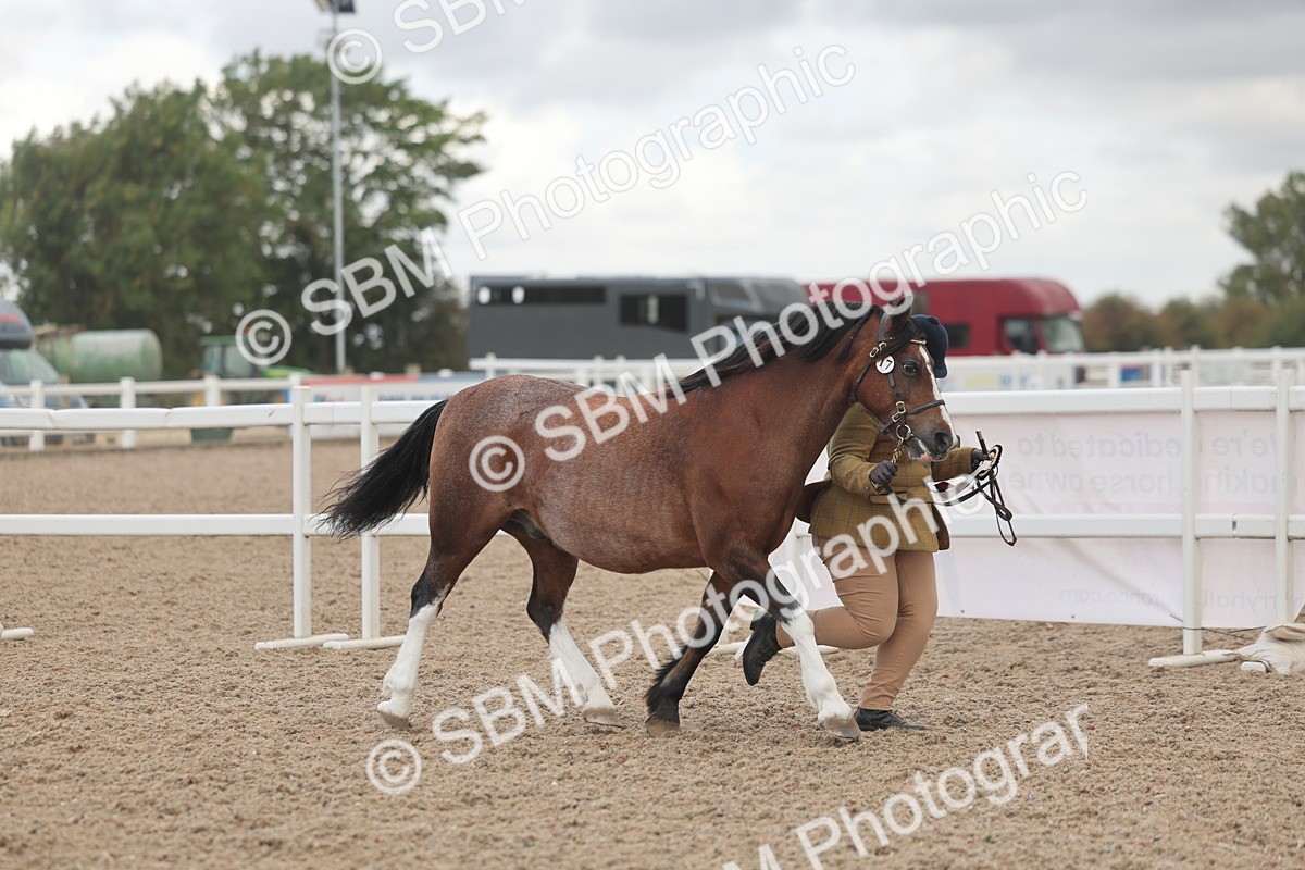 SBM_03319 - Class 16 - IH M&M Wildcard