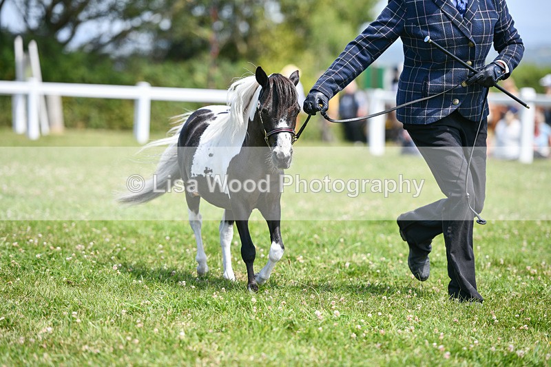 DSC_7366 - Class 62: Coloured Pony Youngstock