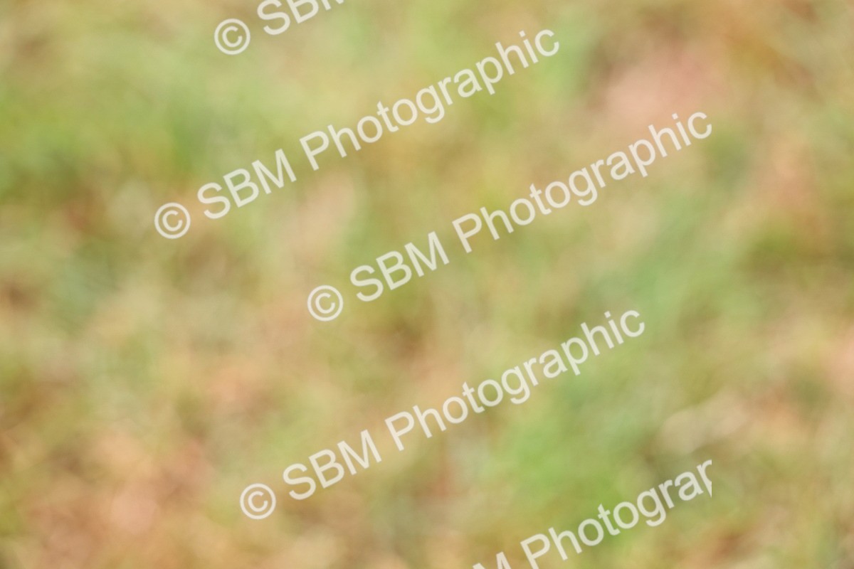 SBM_02844 - Class 9-11 Side Saddle including LIHS Rising Star Ladies Show Horse