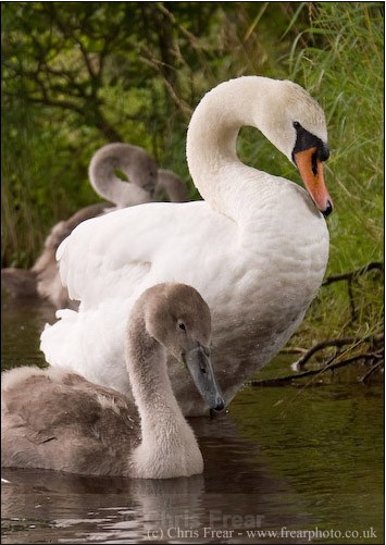  - Animals/ Wildlife