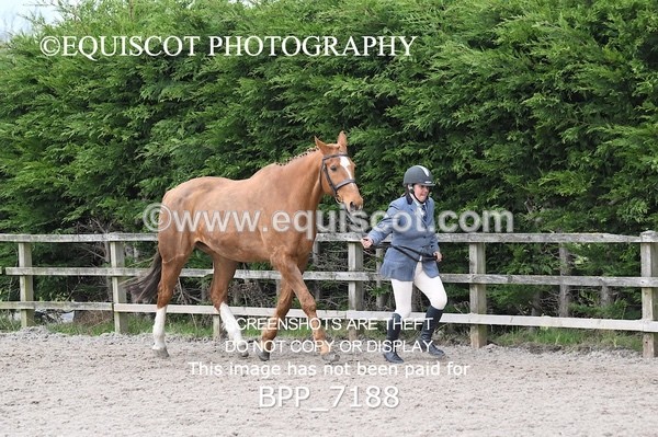 BPP_7188 - RING 1  (RIDDEN HORSES / IN HAND / VETERAN ETC)