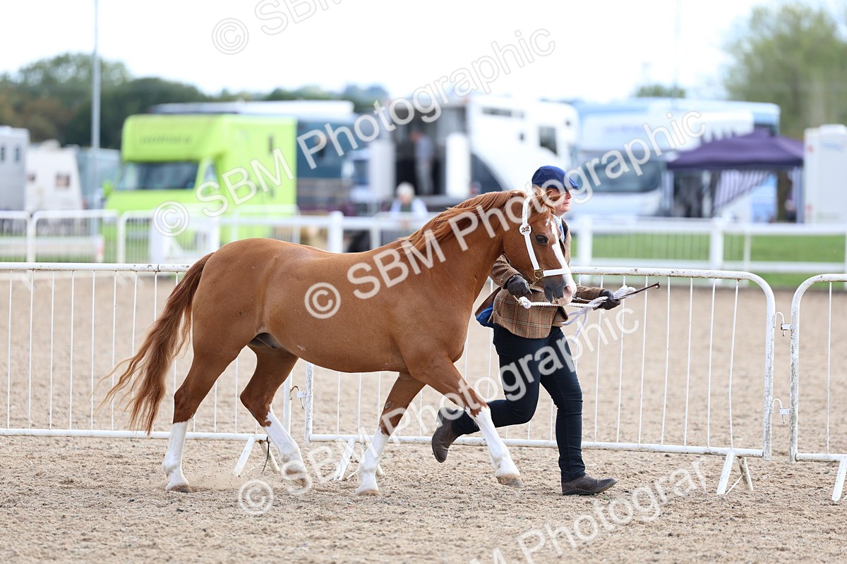 SBM_18718 - Class 317 - IH Pure Bred Horse-Pony