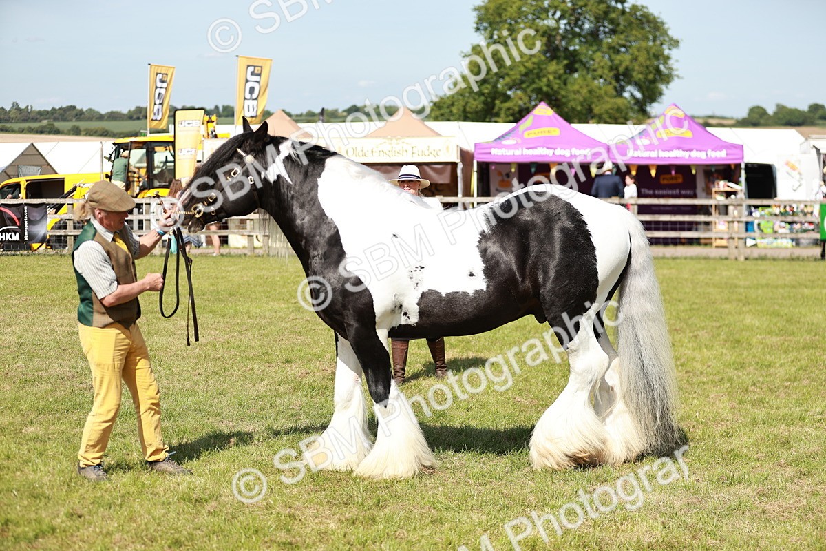 SBM_08847 - Class 63-65 - Traditional Gypsy Cobs In Hand & Ridden