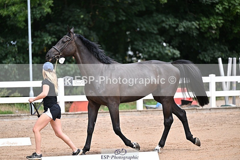 250716-130538-00322 - Trot Up 12.30 to 1.30
