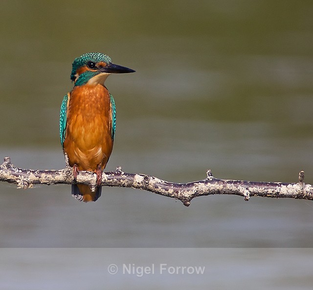 Kingfisher perched on a branch at Otmoor - Kingfisher