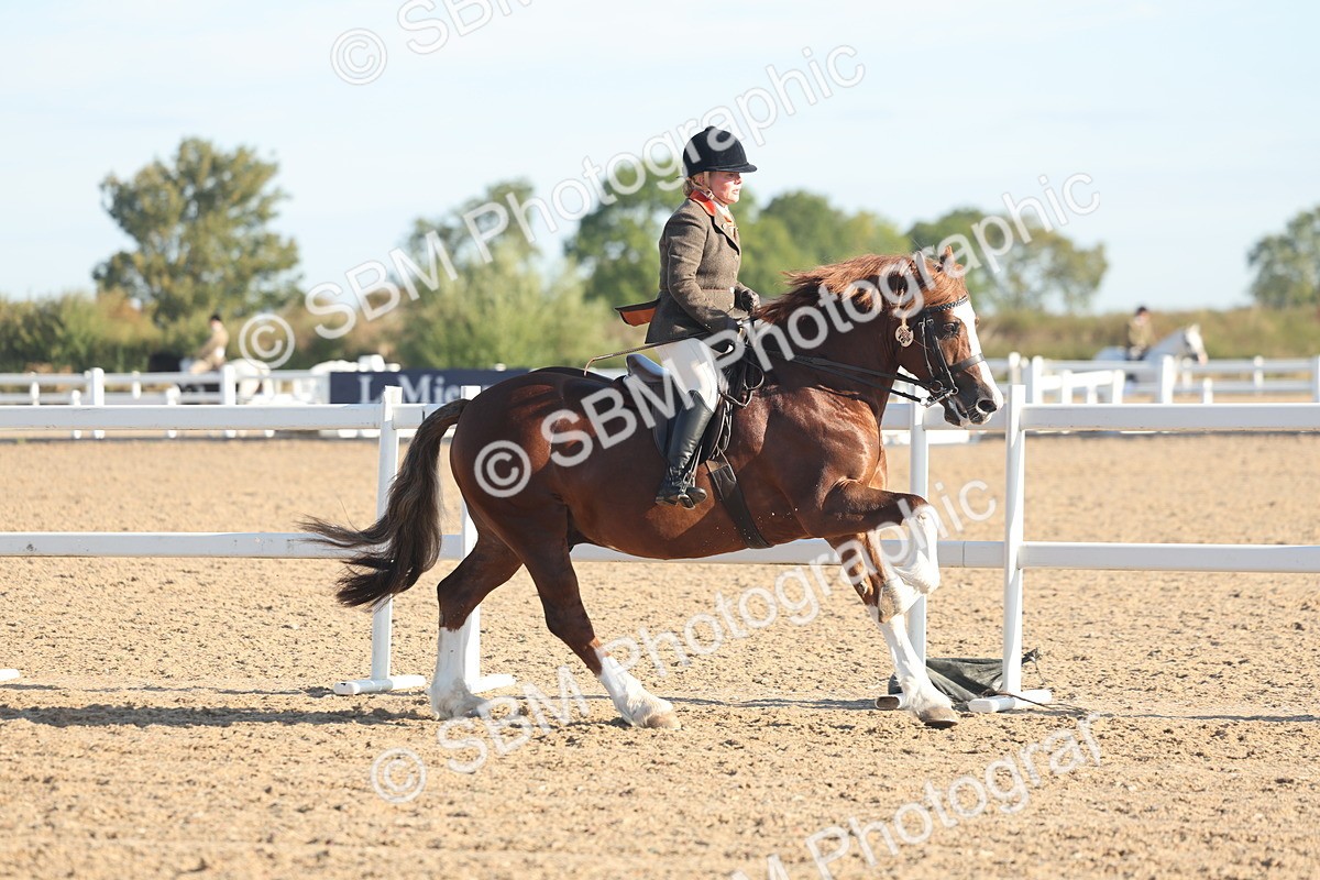 SBM_11003 - Class 302 - Ridden M&M Large Breeds