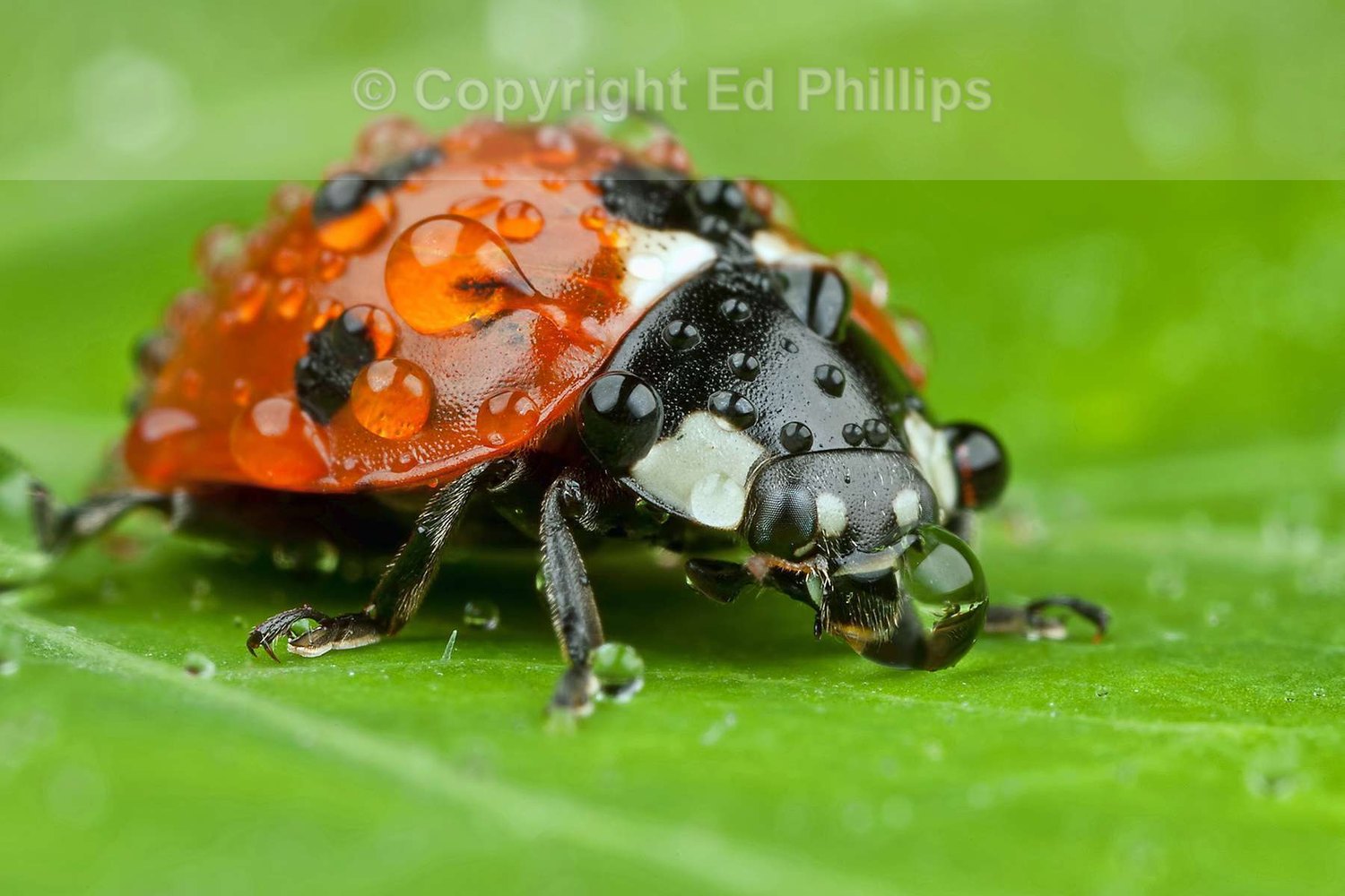 Ladybird