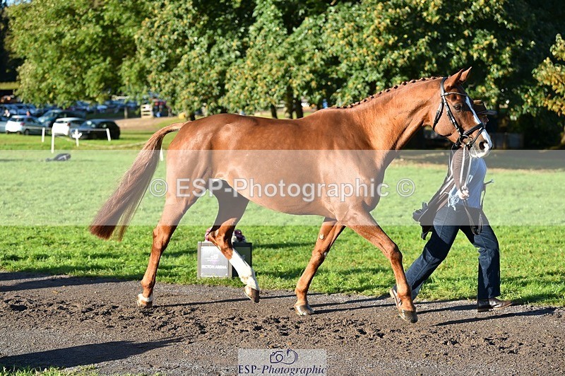 231022-095200-22081 - 484-JESATRAN.FIRECRACKER-Sally.Morton-TrotUp+SJ