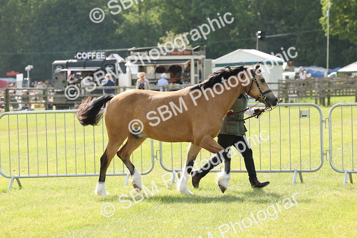SBM_02083 - Class 6-13 - Mountatin and Moorland In Hand Welsh Breeds