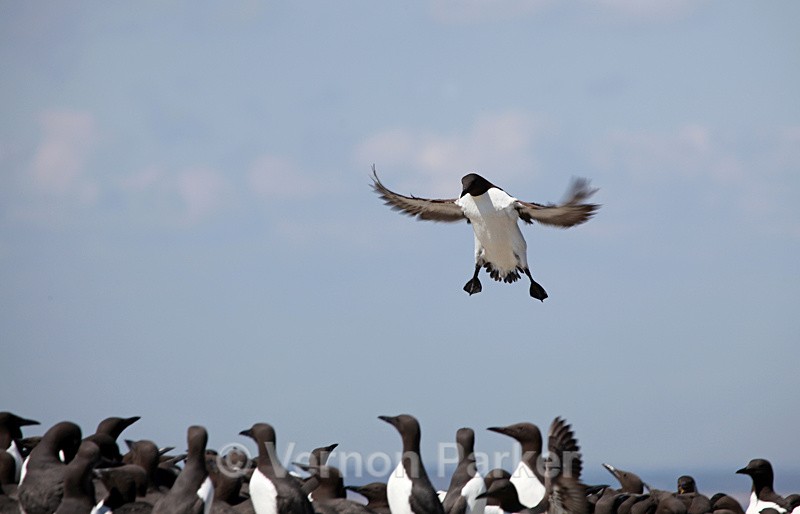 Guillemot - Wild Birds