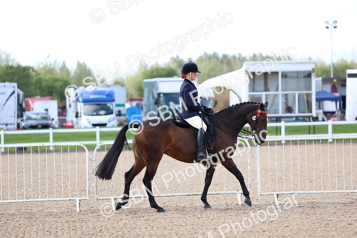 SBM_09097 - Class 303 - Ridden Pure Bred Horse Pony
