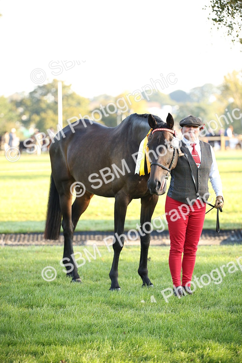SBM_56939 - S49 - Riding Horse & Hack & Thoroughbred In Hand