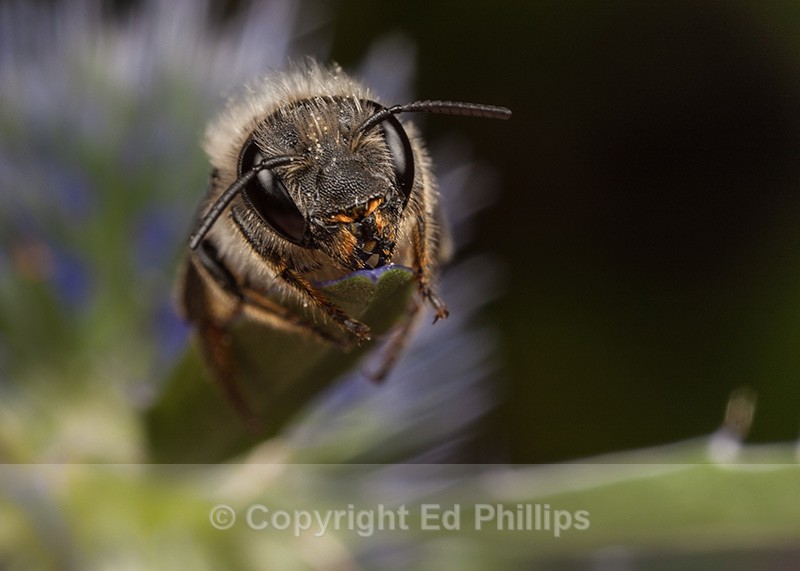 Osmia leaiana (f) - Osmia leaiana
