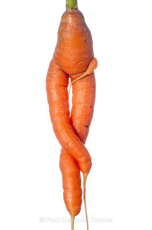 Carrot (Daucus carota ssp sativus) - Plants - WB