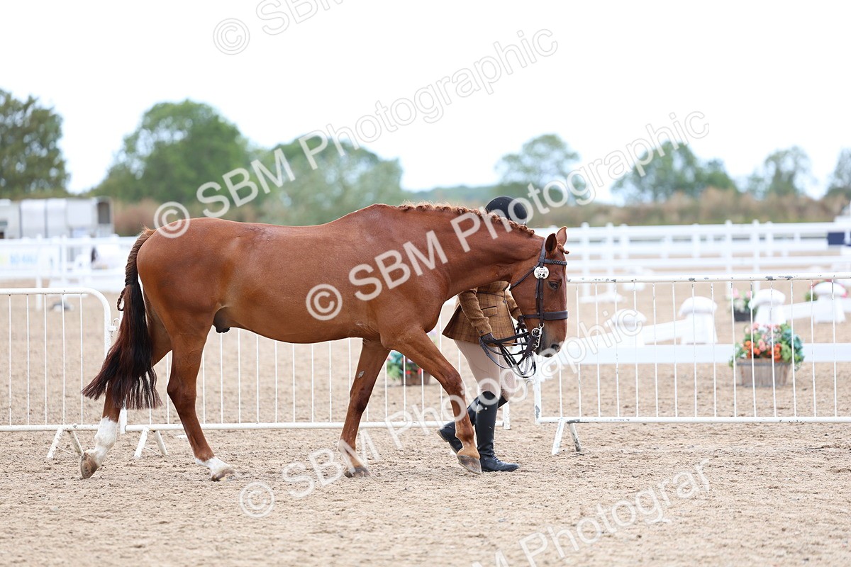 SBM_05689 - Class 28 - IH Veteran Horse