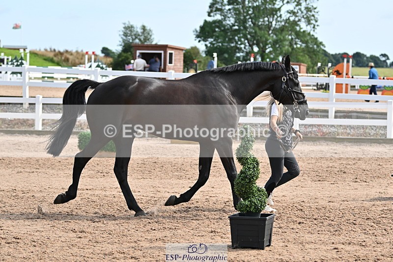 240717A-161628-03401 - Trot Up 4pm to 5pm