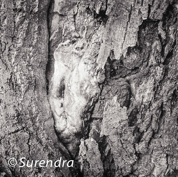 Bark 35 - Bark 2