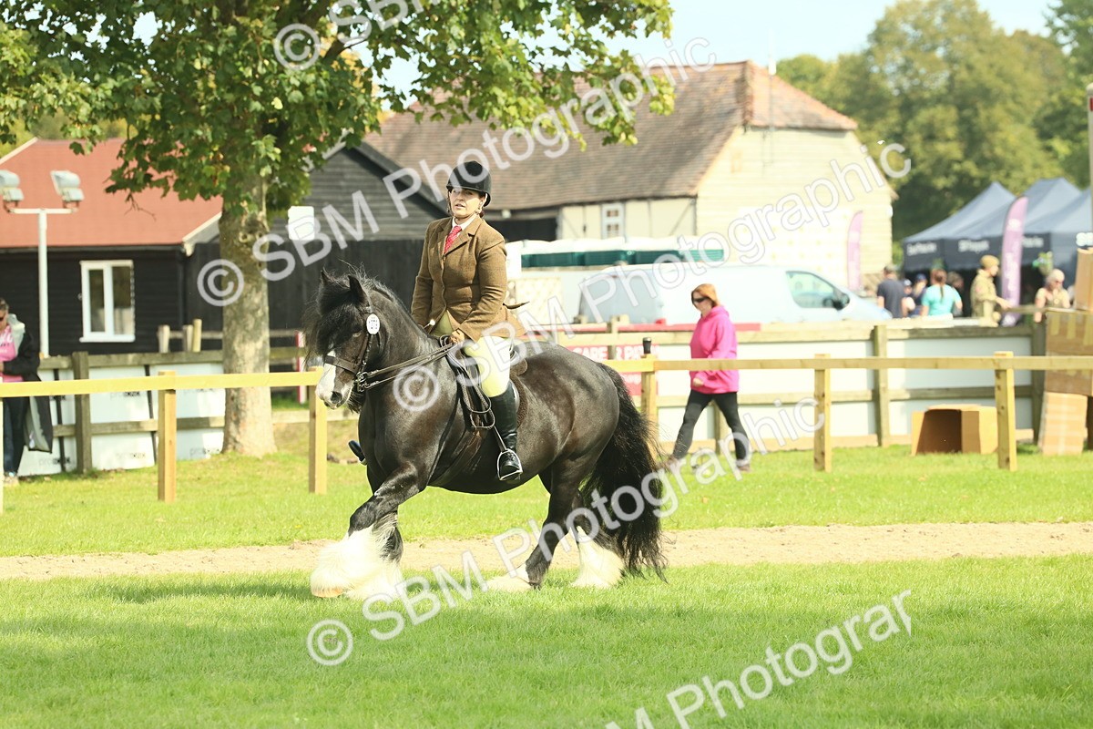 SBM_66621 - S34 - Rehabilitated Rescue Horse & Pony In Hand & Ridden