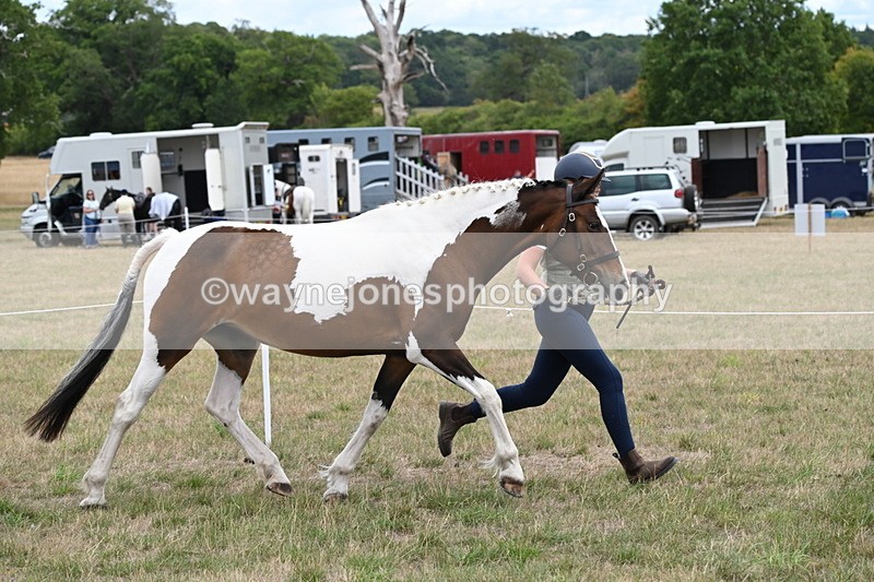 WJ6_5296 - Class 18 In-hand Coloured