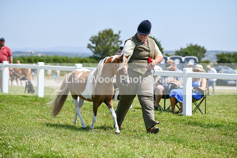 DSC_7246 - Miniature Horse Championship