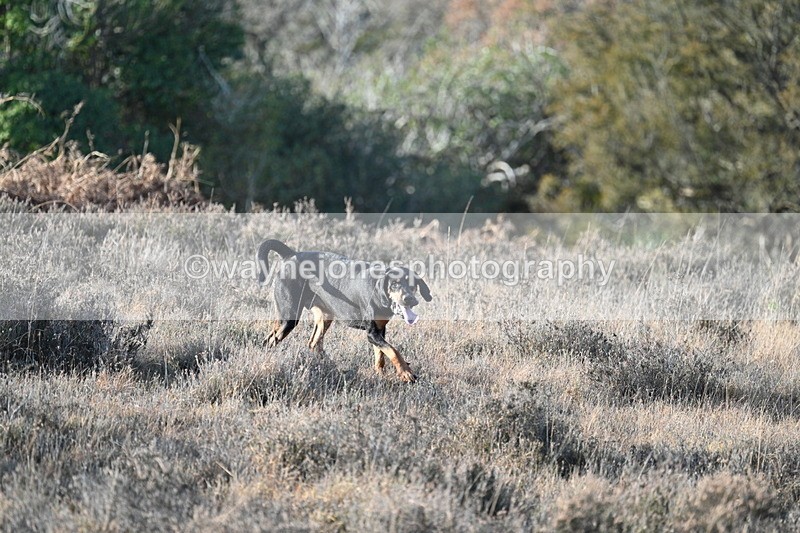 WJ7_7877 - Line 3 (no line 4 or 5)