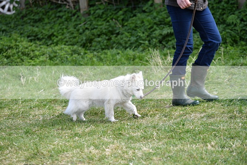 WJ5_0751 - Best in Show Championship
