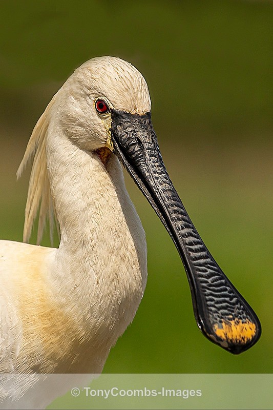 Spoonbill - Egret & Stork Hide