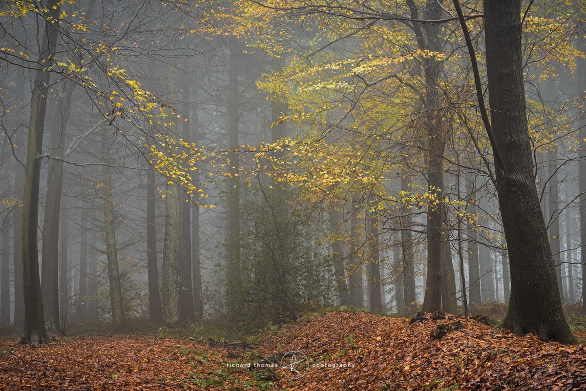 Dominant right - Woodland