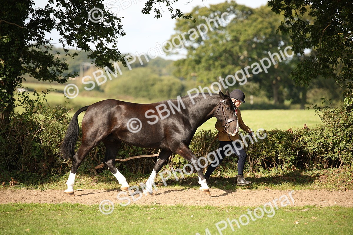 SBM_61175 - S54 - Show Cob In Hand