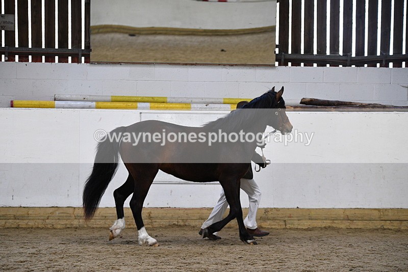 WJ5_5710 - Morning in hand Championship