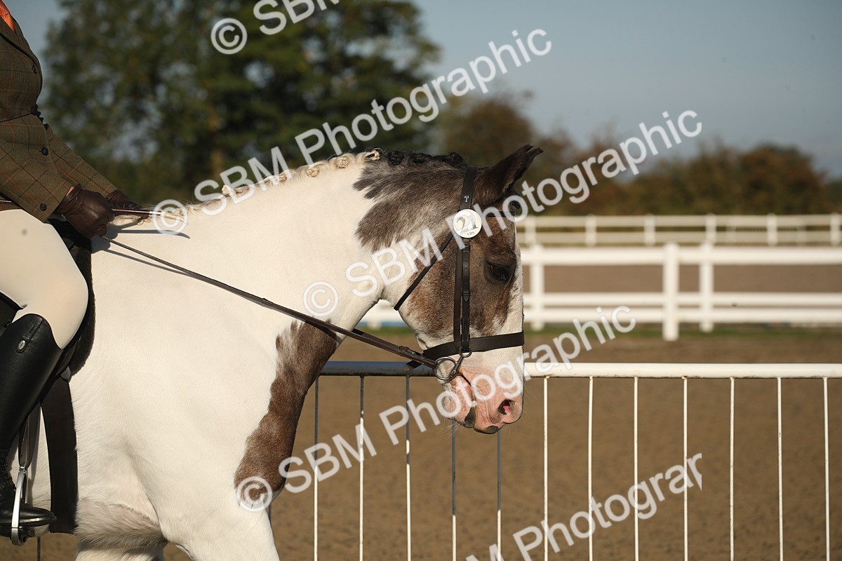 SBM_11484 - Class 502 - Riding Club Horse