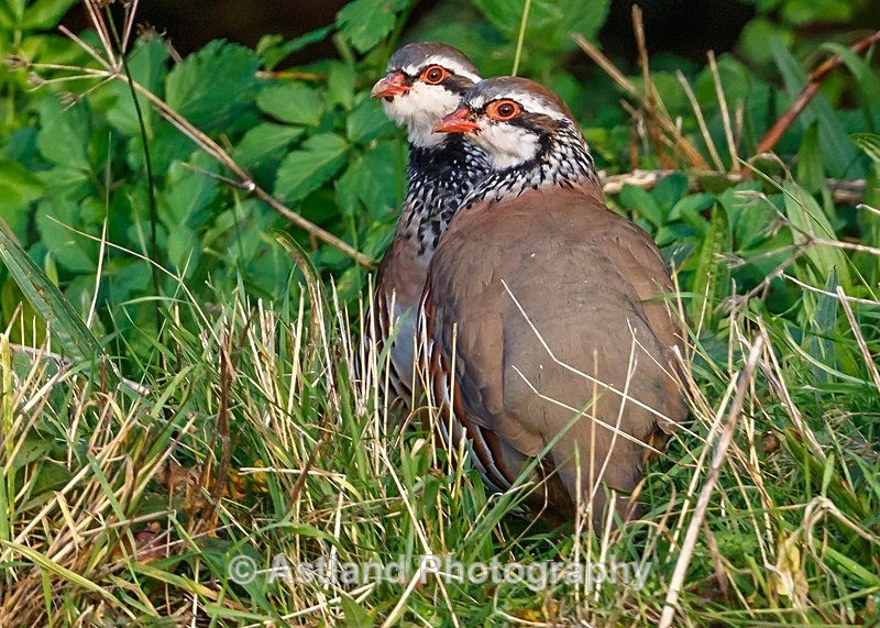 Astland Photography, Bird and Wildlife Images, Susan and Peter Wilson, U.K.