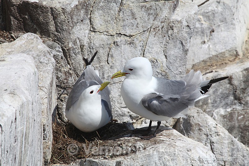 Kittiwakes - Wild Birds