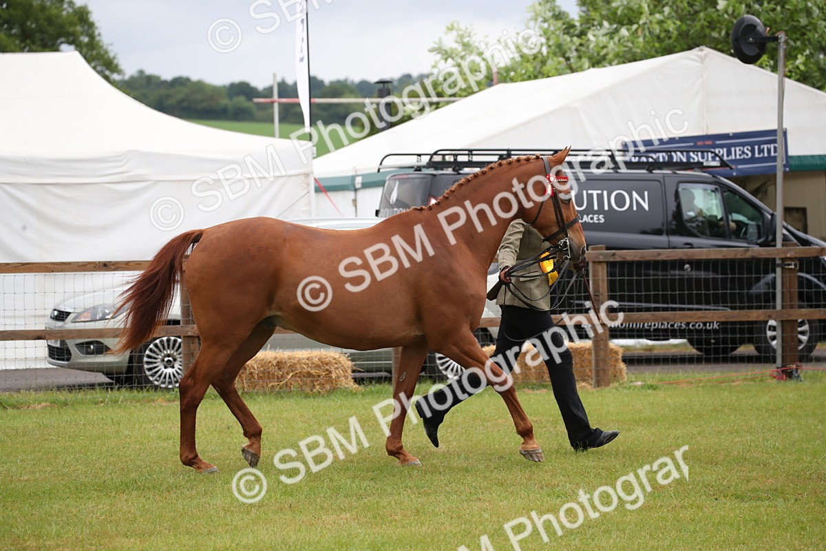 SBM_00193 - Class 17-20 - Arab & Part Bred - Anglo Arab In Hand