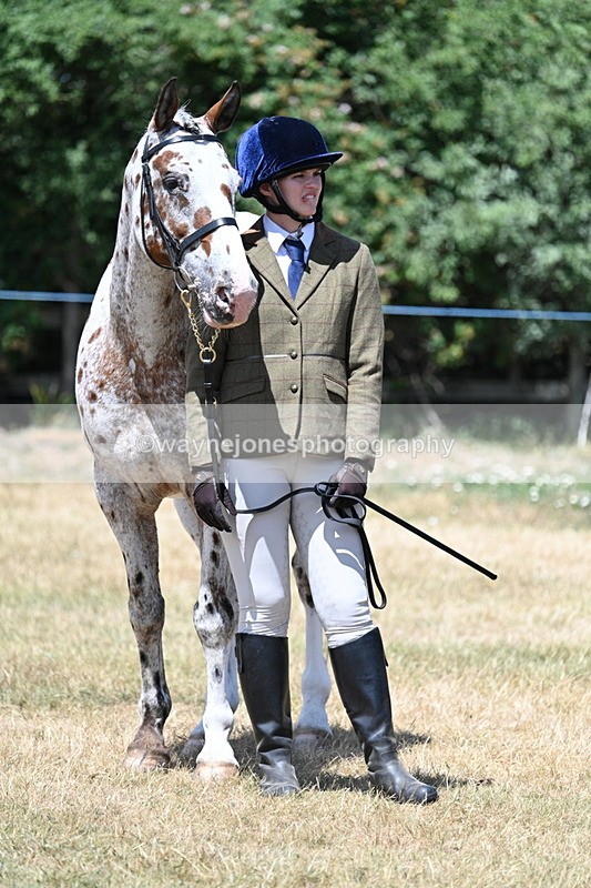 WJ7_2422 - Class 5a Most Handsome Gelding in hand (above 14.2hh)