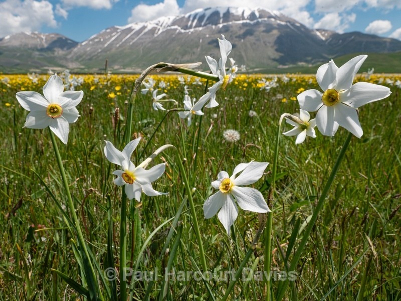 Wild Tulips (Tulipa sylvestris ssp australis) growing with Poet's Narcissus (Narcissus poeticus - Flowers in the Landscape - 1