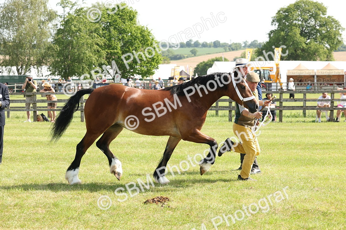 SBM_02244 - Class 6-13 - Mountatin and Moorland In Hand Welsh Breeds