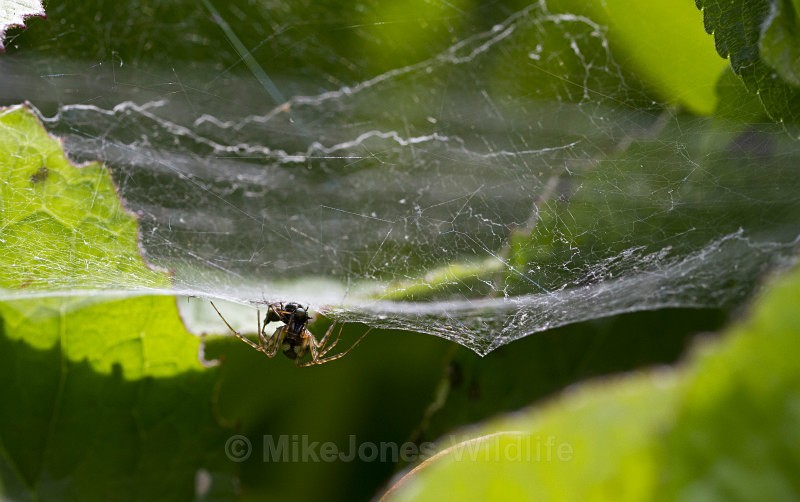  - MACRO IMAGES