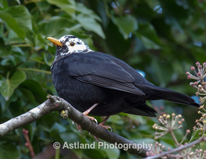 Astland Photography, Bird and Wildlife Images, Susan and Peter Wilson, U.K