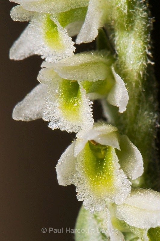  - Orchids - Various