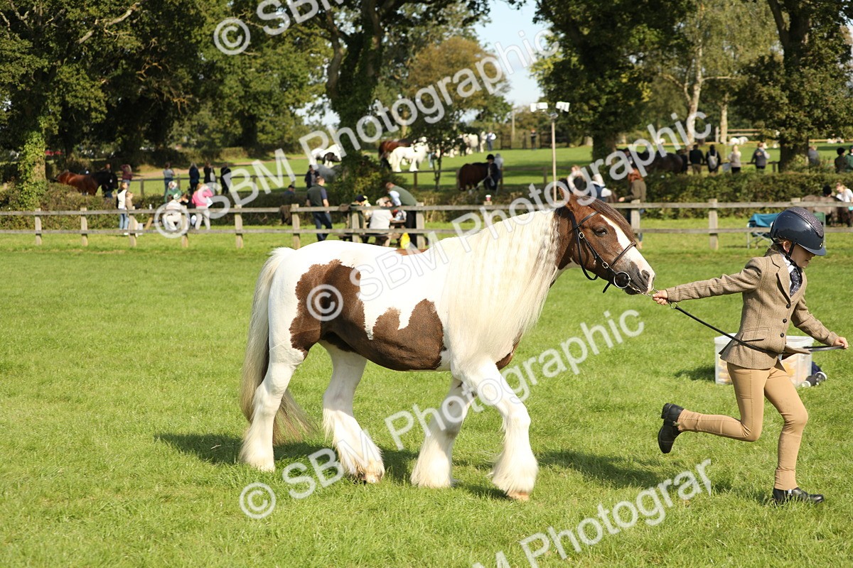 SBM_62342 - S45 - Mini Show Cob In Hand
