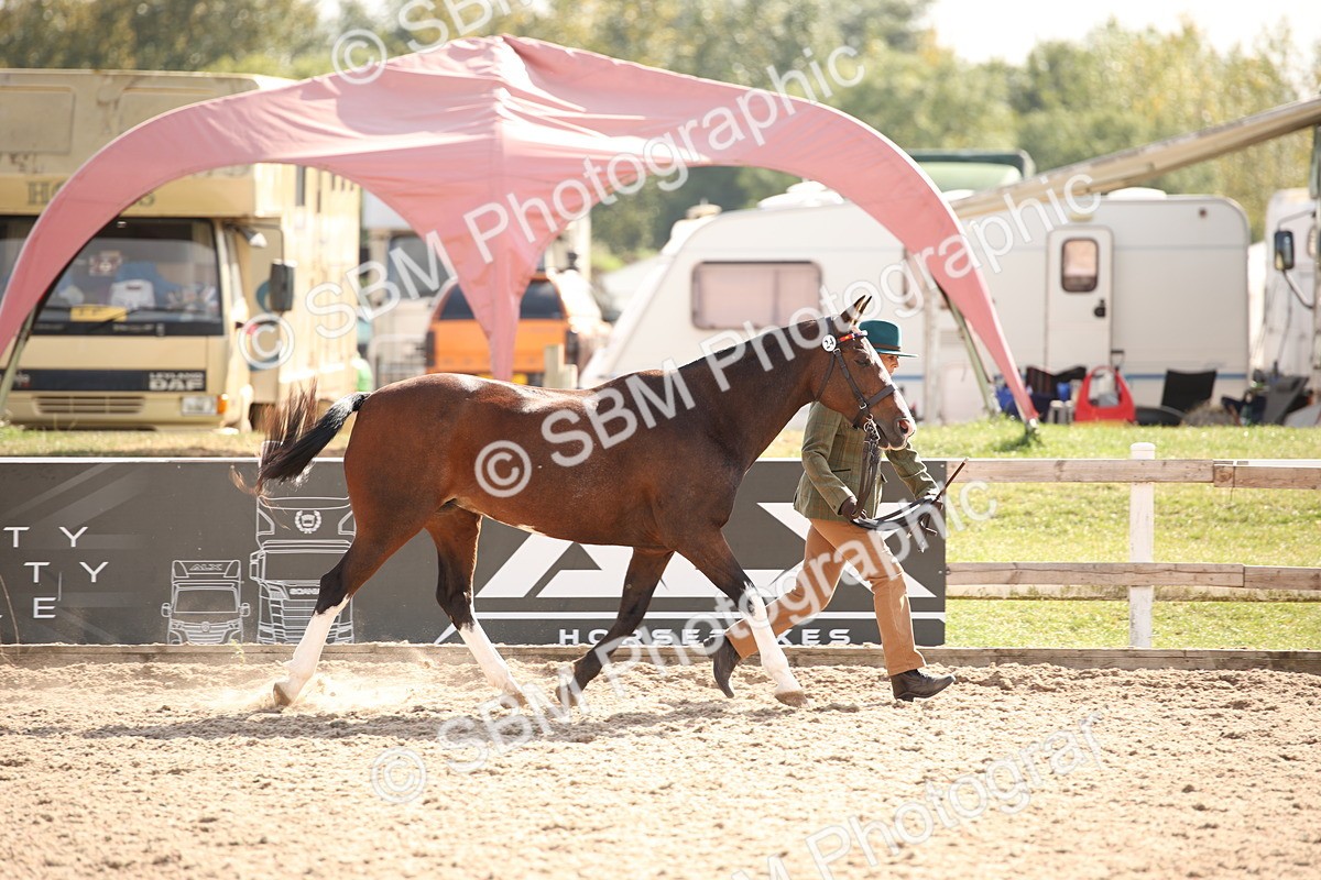 SBM_07399 - Class 26 IH Foreign Breeds -Part bred