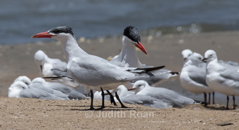 Caspian Tern - Namibia 2022