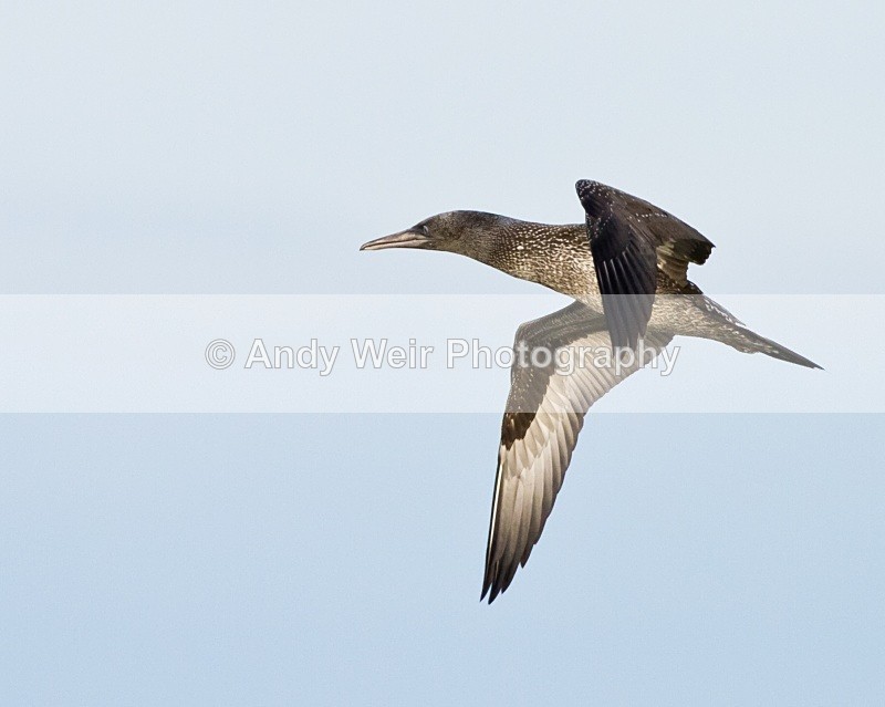 20101025-2681 - Gannets