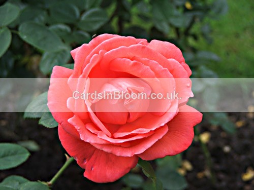 Rosa Floribunda - ROSES